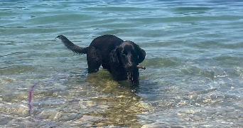 camille pet sitter à AIX EN PROVENCE 13100_3