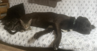 pauline pet sitter à AURILLAC 15000_4