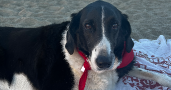 loukia pet sitter à Trouillas 66300_2