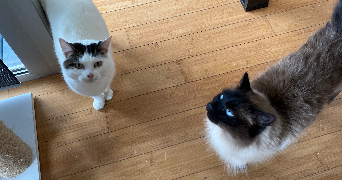 ambre pet sitter à VALLET 44330_4