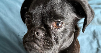 veronique pet sitter à BOULOGNE SUR MER 62200_8