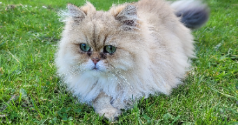 anaïs  pet sitter à VIEIL HESDIN 62770_8