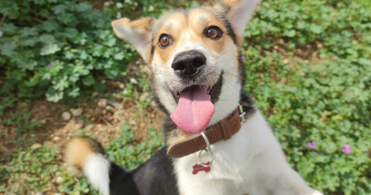 julie pet sitter à PERPIGNAN 66000_1
