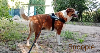 valérie pet sitter à Le Thor 84250_58