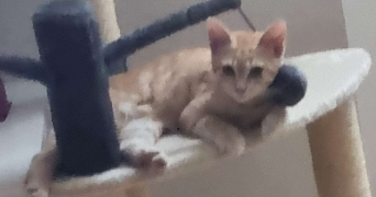 gonçalo pet sitter à AIGUILLON 47190_0