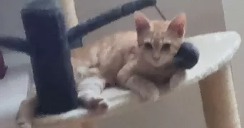 gonçalo pet sitter à AIGUILLON 47190