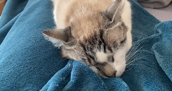 kelly pet sitter à ST HILAIRE SUR RISLE 61270_2