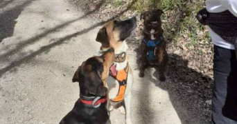 severine pet sitter à TERRASSON LAVILLEDIEU 24120_7