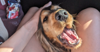 olfa pet sitter à ROUEN 76000_3