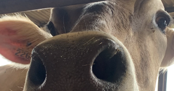 martia pet sitter à PAMIERS 09100_2