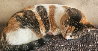 cecile pet sitter à Limoges 87000_0
