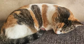cecile pet sitter à Limoges 87000