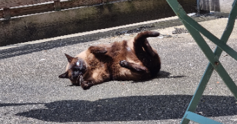 agathe pet sitter à SOTTEVILLE LES ROUEN 76300_3