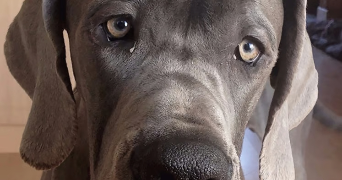 quentin dog sitter à DOUVAINE 74140_6