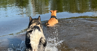 anyssa pet sitter à COULANGES LES NEVERS 58660_0