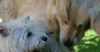 veroantoine pet sitter à Nîmes 30000_4