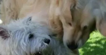 veroantoine pet sitter à Nîmes 30000