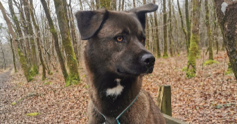 louise pet sitter à RENNES 35000_5