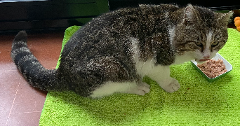 Luna pet sitter à PARIS 11 75011_8