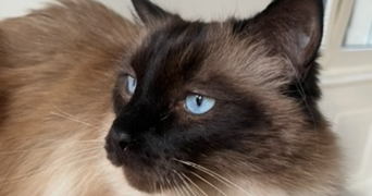 charlotte cat sitter à STRASBOURG 67000_5