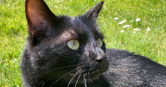 pia pet sitter à MONTREUIL 93100_4