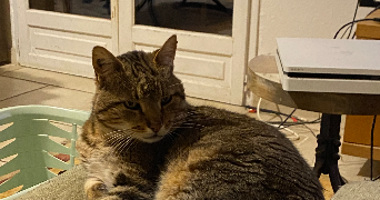 marianne pet sitter à DIJON 21000_0