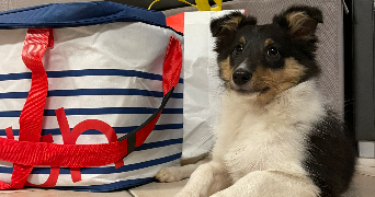 apolline pet sitter à DIJON 21000_3