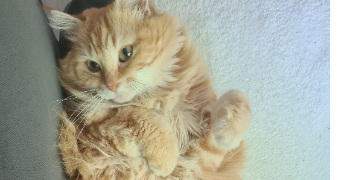 melanie pet sitter à MONTIGNY LE BRETONNEUX 78180_1