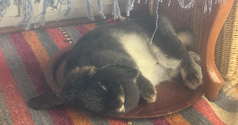 sophie pet sitter à PARIS 13 75013_3
