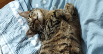 lou-anne cat sitter à ST MICHEL SUR ORGE 91240_2