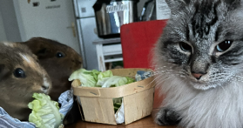 adéliane pet sitter à LEVALLOIS PERRET 92300_3
