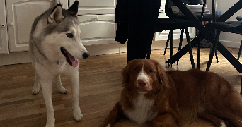 maéline dog sitter à LE HAVRE 76600_4