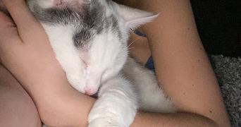 eloise pet sitter à NOMEXY 88440_1