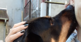 mandy pet sitter à Bourges  18000_3