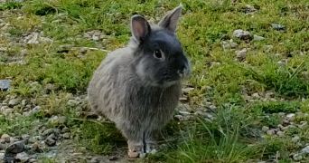 melinda pet sitter à ST DENIS DE PILE 33910_3