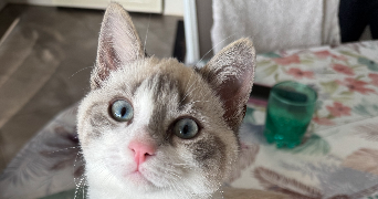 aurelie pet sitter à VIGNEUX SUR SEINE 91270_3