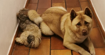 otthylie pet sitter à BRIVE LA GAILLARDE 19100_3