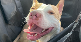maria rosa pet sitter à Puiseaux 45390_4