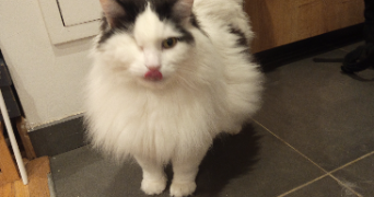 aurelia pet sitter à TOULOUSE 31000_5