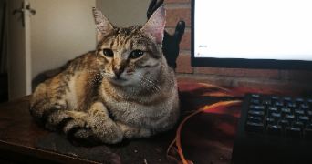isabelle cat sitter à ST GENEST LERPT 42530_5