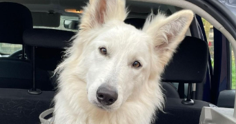 camille pet sitter à FAMPOUX 62118_1