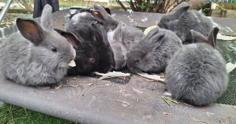 joséphine pet sitter à FONTAINE 38600_1