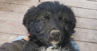 lou-anne pet sitter à TALLARD 05130_1