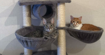 joachim pet sitter à LE LION D ANGERS 49220_2