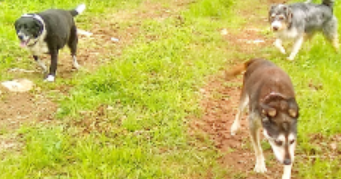 hélène pet sitter à ST CERE 46400_0