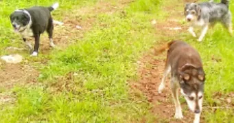 hélène pet sitter à ST CERE 46400