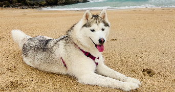 constance pet sitter à CHENNEVIERES SUR MARNE 94430_5