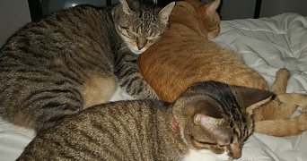 laetitia pet sitter à QUIMPER 29000_2