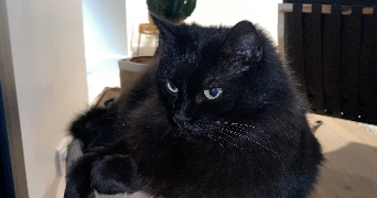 juliette pet sitter à ANGERS 49000_2