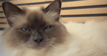 laura pet sitter à Courbevoie 92400_4